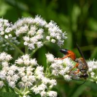 Digger Wasp
